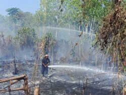 Satpol PP Damkar Morotai Padamkan 75 Titik Kebakaran, 347 Hektare Lahan Terdampak